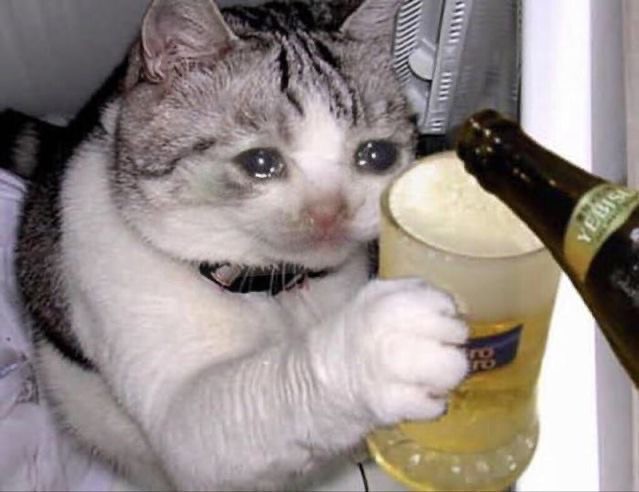 Создать мем: кот наливай, грустный кот с пивом, кот пивас