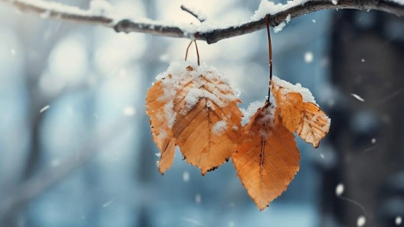 Create meme: the first snow, late autumn rain and snow, late autumn