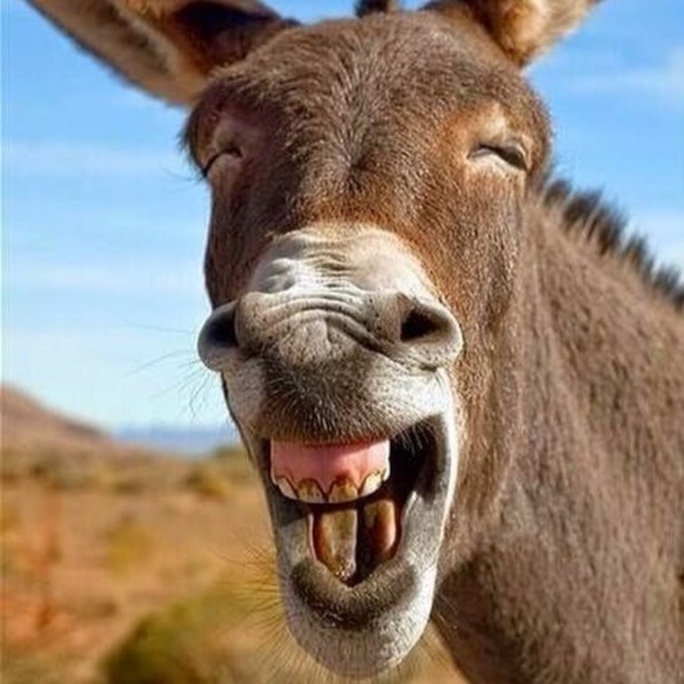 Create meme: donkey , donkey , funny animal faces