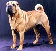 Create meme: dog, dog, sharpei