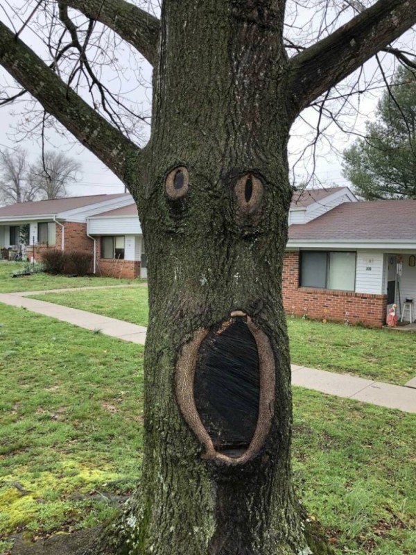 Create meme: a hollow in a tree, the trunk of the tree, tree 