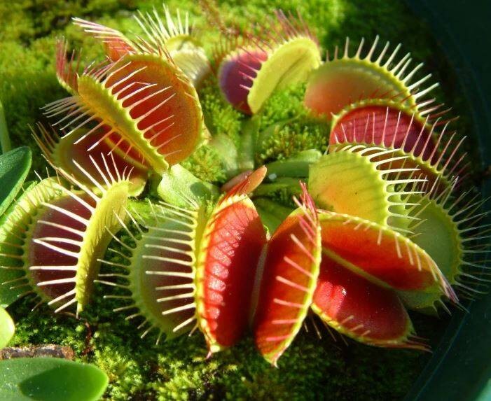 Create meme: Venus flytrap, plant venus flycatcher, predatory flower flycatcher