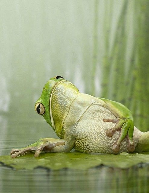 Create meme: the frog doesn 't care, the toad sleeps, frog on a leaf