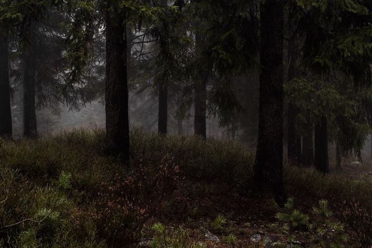 Create meme: forest , forest landscape, foggy morning in the forest