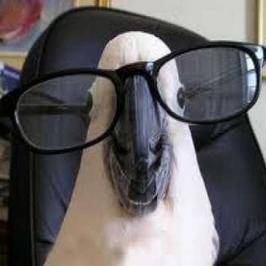 Create meme: cool animals, funny animals, glasses