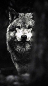 Create meme: wolf, grey wolf