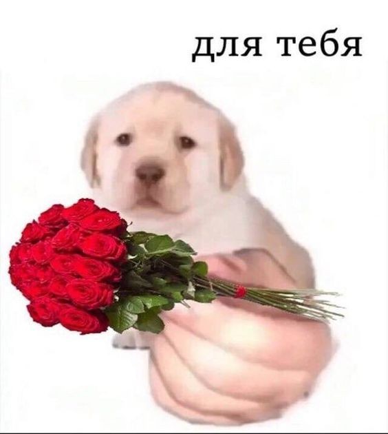 Create meme: A dog with flowers meme, Labrador retriever is fat, a bouquet for sonechka