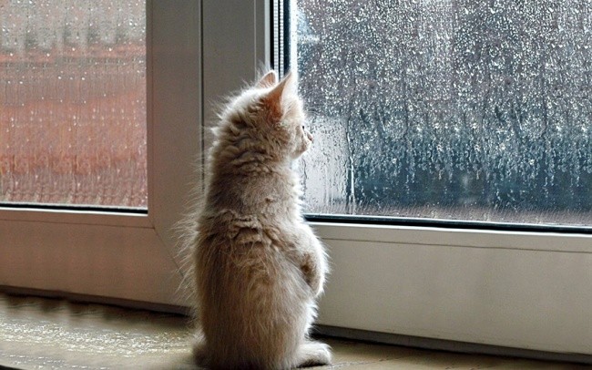 Create meme: sad cat by the window, the cat on the window, waiting for the cat