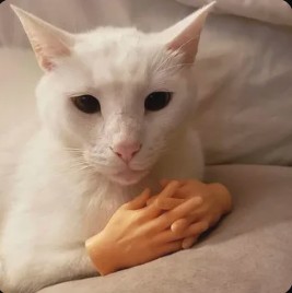 Create meme: cat , cat meme , white cat