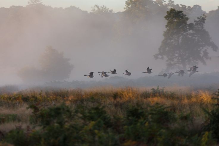 Create meme: ducks in the fog, landscape with birds, birds in the fog