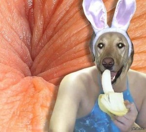 Создать мем: открытки с животными смешные прикольные с собаками, собаки фотографии, животные