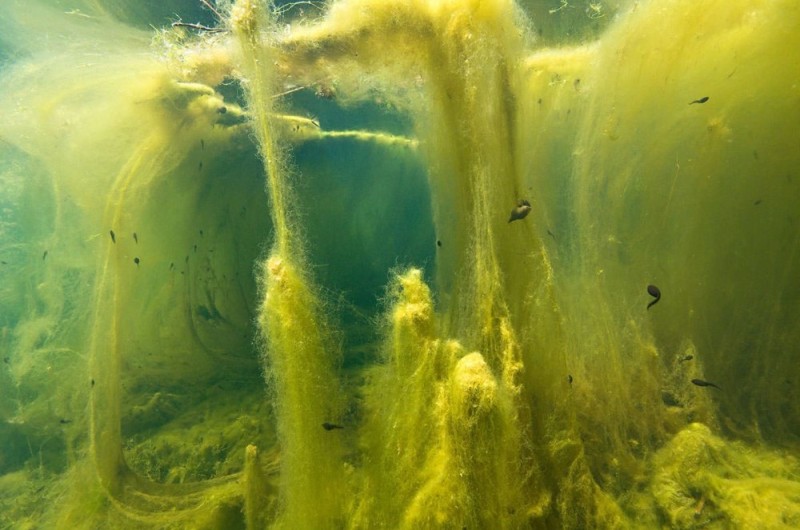 Create meme: river algae, algae in the lake, nylon algae