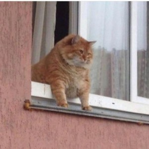 Create meme: fat cat, the cat looks out the window