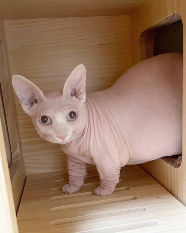 Create meme: Sphynx white, Sphynx, cat Sphynx