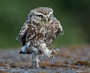 Create meme: owl, owl is, bird owl