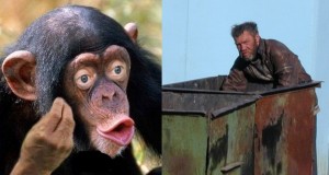 Create meme: monkey, monkey with lips, chimpanzees
