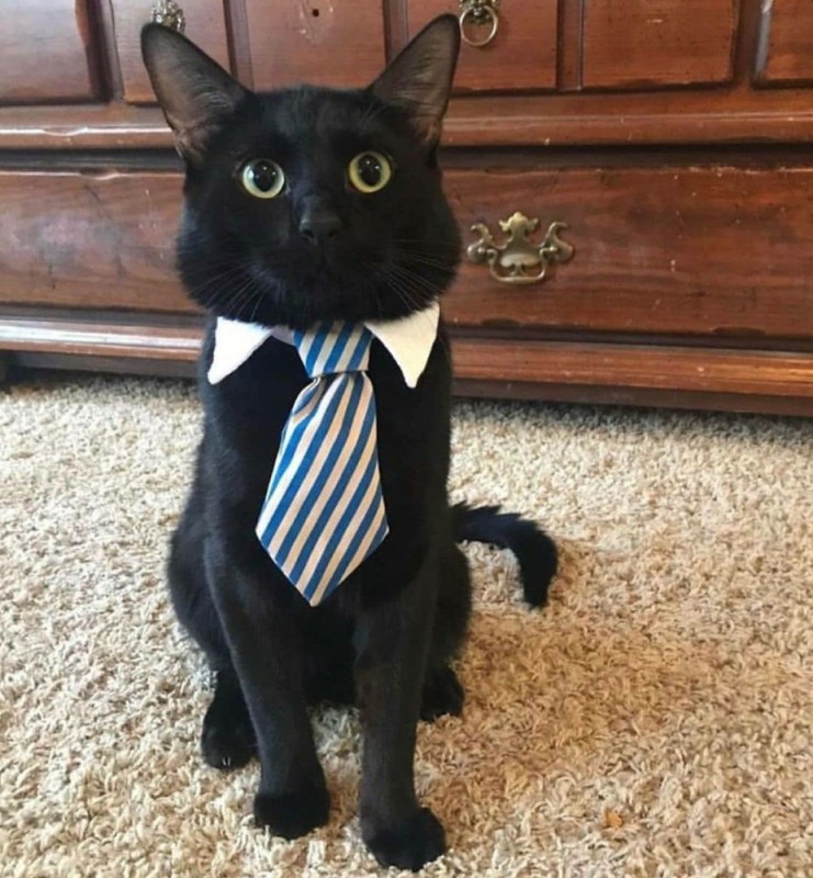 Create meme: serious cat, a cat in a suit and tie, business cat