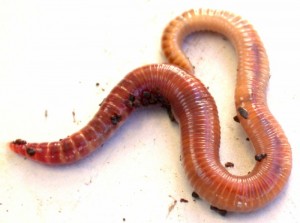 Создать мем: дождевой червь, lumbricus rubellus, черви