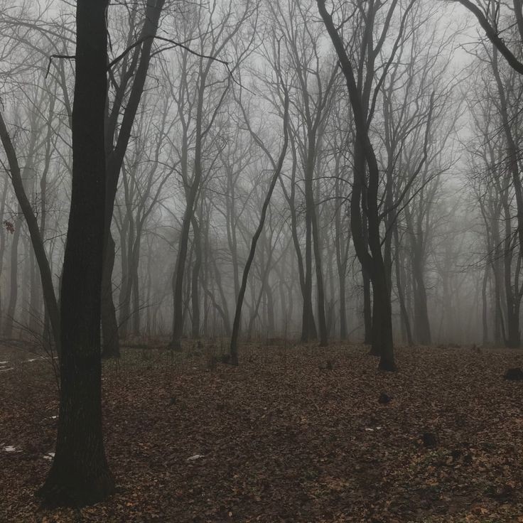 Create meme: misty forest, thick fog , forest misty