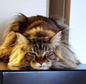 Create meme: cat Maine Coon