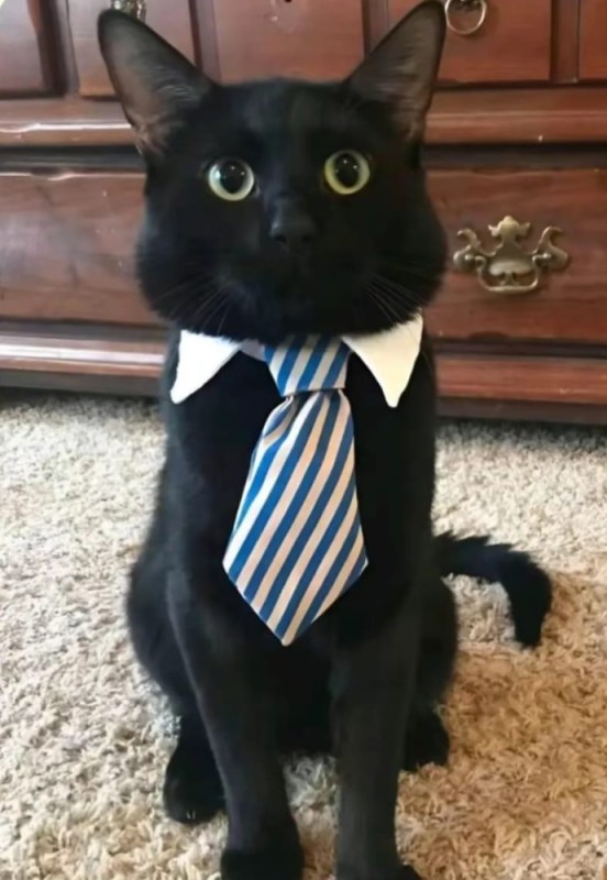 Create meme: cat , a cat in a suit and tie, business cat