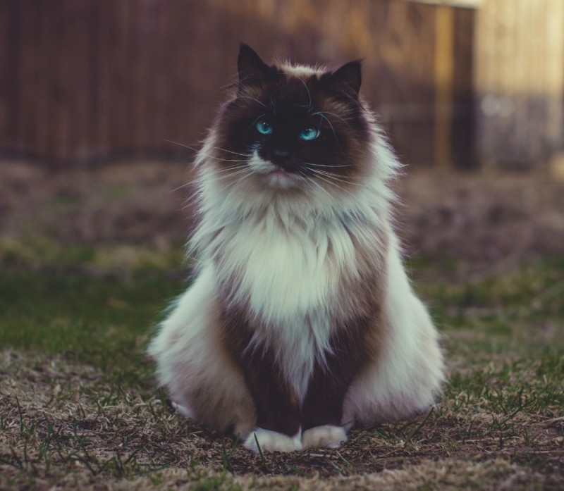 Create meme: Himalayan cat , siamese ragdoll, ragdoll cat breed