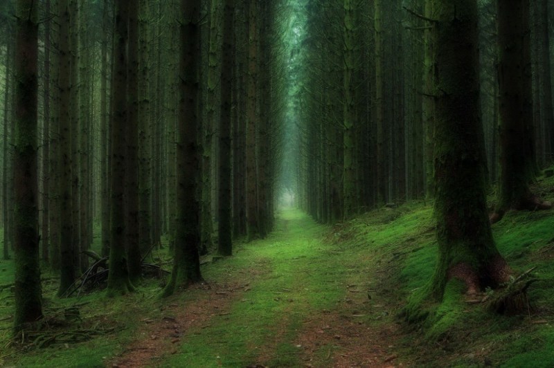 Create meme: forest forest, Dark forest, beautiful forests