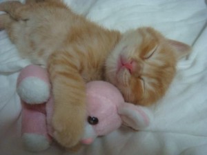 Создать мем: милые котики смешные, бежевый спящий котик, маленький котенок спит