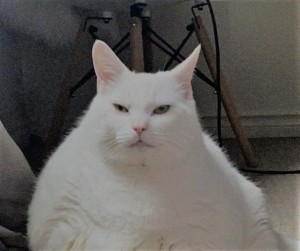 Создать мем: мемы с котами, коты, жирный белый кот