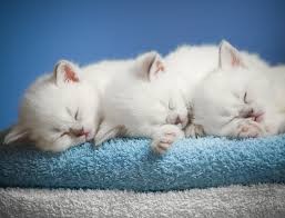 Создать мем: спящие британские котята, котята во сне, милые котята