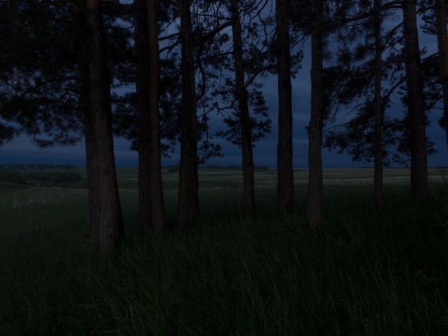 Create meme: forest in the evening, landscape , night forest 