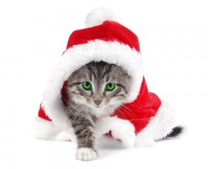 Create meme: Christmas animals, cat new year