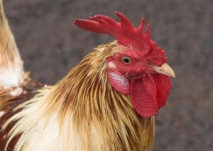 Create meme: Rooster