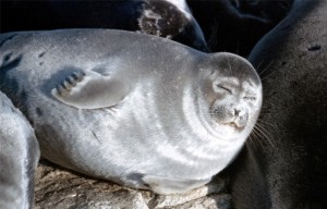 Create meme: seal, Baikal seal, common seal