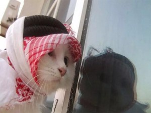 Создать мем: кот, обиженная кошка, коты в хиджабе