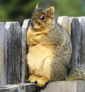 Create meme: funny squirrels, proteins, squirrels