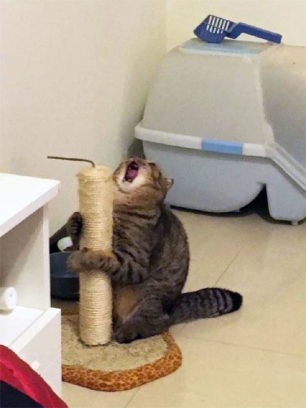 Create meme: The cat screams scratching post, cat yells meme, funny cat