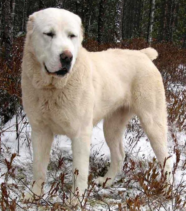 Создать мем: среднеазиатская овчарка собака, среднеазиатская овчарка белая, азиатская овчарка алабай