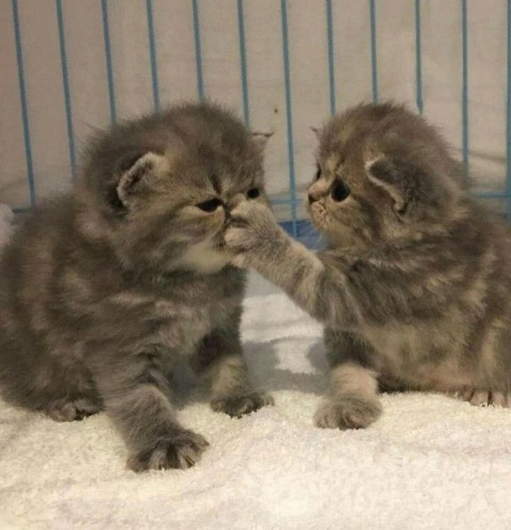 Create meme: the scottish fold kitten, lop-eared kitten, Scottish kittens 
