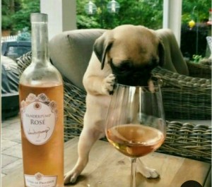 Create meme: a dog with a glass of, bottle