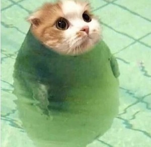 Create meme: seals., cute cats funny, cute cats