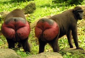 Create meme: ass monkey, butt monkey, monkey with red ass