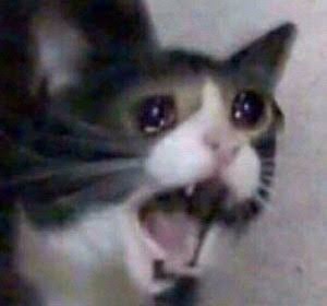 Create meme: cat crying meme, crying cat, cat crying meme