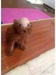 Create meme: poodle, toy poodle, poodle dog