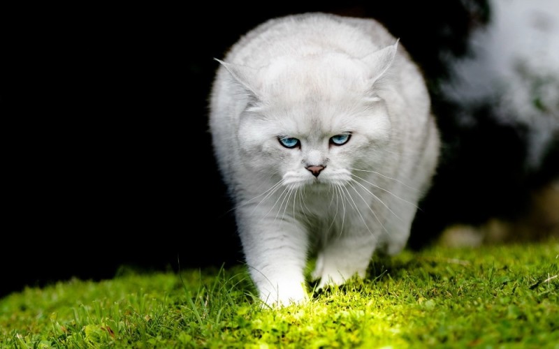 Create meme: The British chinchilla is white, scottish silver chinchilla, the British silvery chinchilla