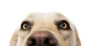 Create meme: Labrador dog, the dog's eyes, a dog's nose