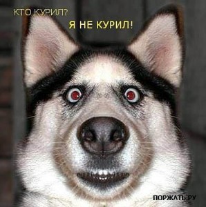 Создать мем: собака виталик, покурим покурим, funny dog