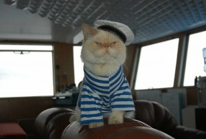 Create meme: the cat captain of the ship, cat sailor, Cat-sailor