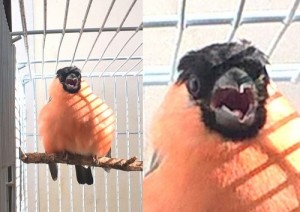 Create meme: bullfinch male, Stunned bullfinch