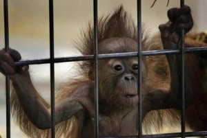 Создать мем: орангутан ростовский зоопарк, самка орангутана, маленький орангутан в клетке